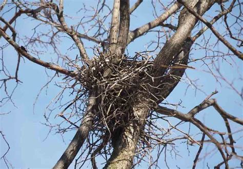 Crow Nesting Habits And Behavior Explained