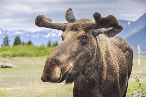 10 Amazing Animals That Live In Us National Parks