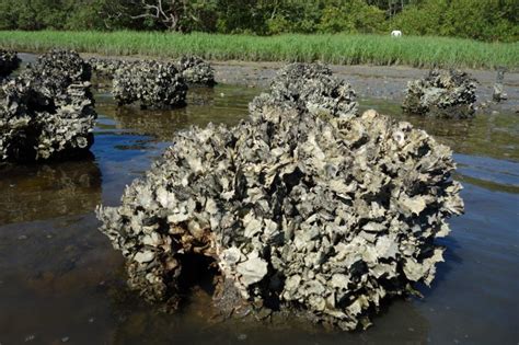 Build Oyster Reefs With Aesthetic Value For Your Living Shoreline