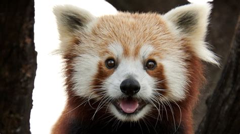 Red Panda Missing From Belfast Zoo Has Been Found Safe And Well