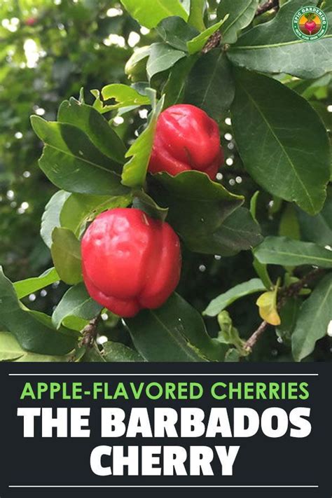 Apple Flavored Cherries The Barbados Cherry In Grow Fruit