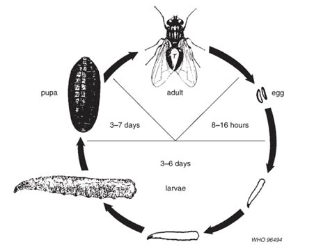House Fly Life Cycle And Reproduction