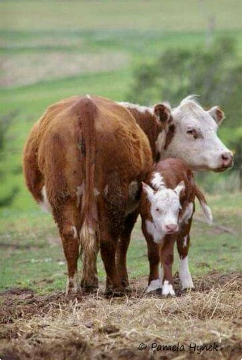 White Faced Hereford Cow And Her Cute Calf In The Pasture Vacas Y