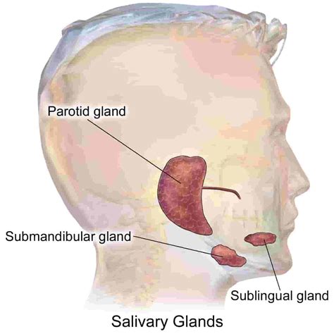 Salivary Gland Function And Structure Anatomy And Physiology
