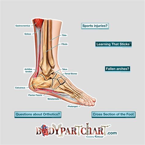 Cross Section Of The Foot Labeled Decal Shop Fathead Anatomical
