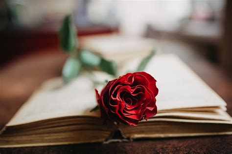 Rose Flower Petals Book Aesthetics Hd Wallpaper Peakpx