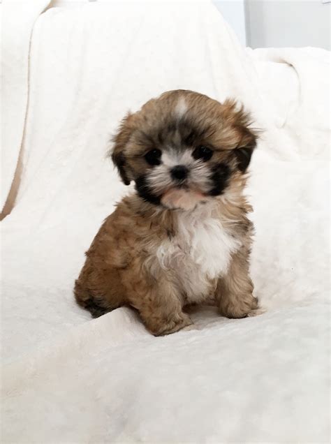 Teacup Morkie Puppy for sale - tri colored | iHeartTeacups