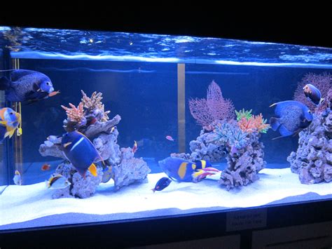 Types Of Saltwater Aquariums The Aquarium Setup Filtration And