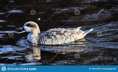 A View Of A Marbled Teal Duck Stock Photo Image Of Marbled Ducks