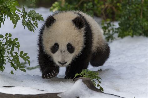 Animalpalooza Panda Cub Gets Cold Feet