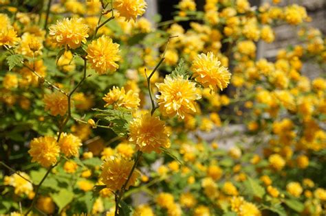 Get yellow flowered bushes from alibaba.com when you need beautiful decor that will last a long time. 10 Stunning Yellow Flowering Shrubs - Garden Lovers Club