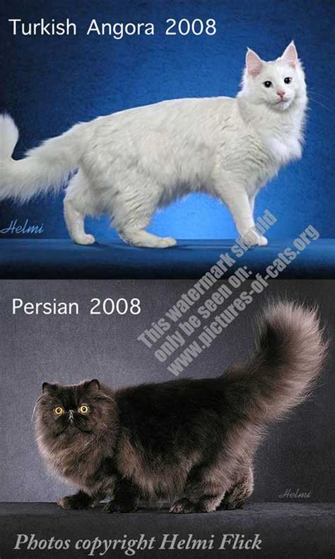 Turkish Angora Vs Persian Cat Cat Chit Chat