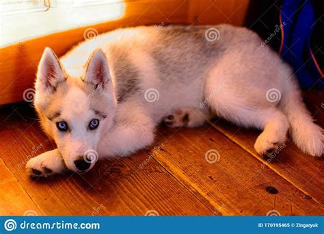 Adorable Portrait Of A Siberian Husky Puppy At Home Stock Image Image