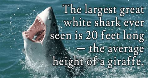 15 Interesting Great White Shark Facts That Will Blow Your Mind