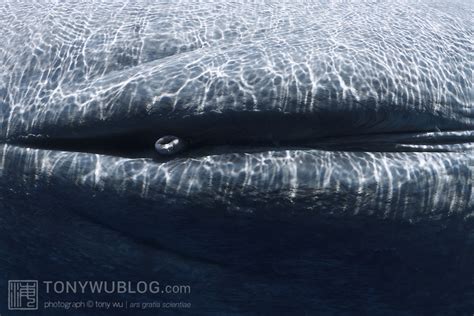 Genital Slit And Penis Of Dead Blue Whale Sri Lanka Tony Wu