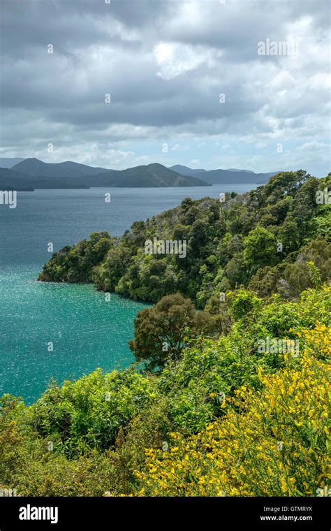View Of Queen Charlotte Sound On South Island New Zealand Stock Photo