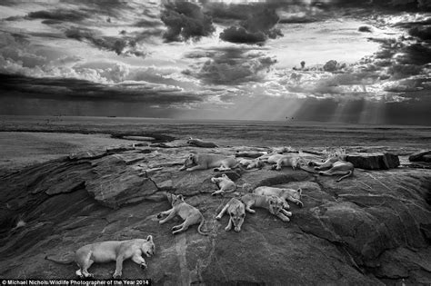 Wildlife Photographer Of The Year Award Crowns Michael Nick Nichols