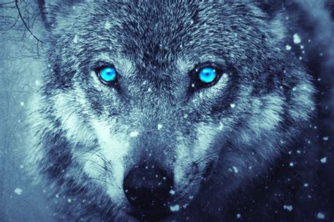 Blue Fire Wolf Wallpapers Top Free Blue Fire Wolf Backgrounds