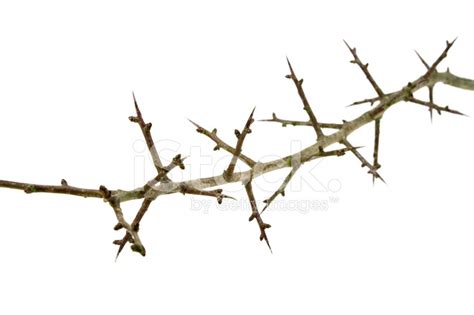 Branch Of Hawthorn Thorns Stock Photos