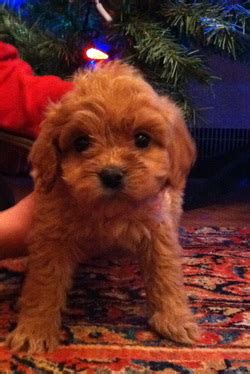 The mixture of the golden retriever and a poodle gives you the best of both worlds and a snuggle north carolina is a great environment for goldendoodle puppies because its summers are sultry and its. Recently Adopted Puppies - Puppy Company