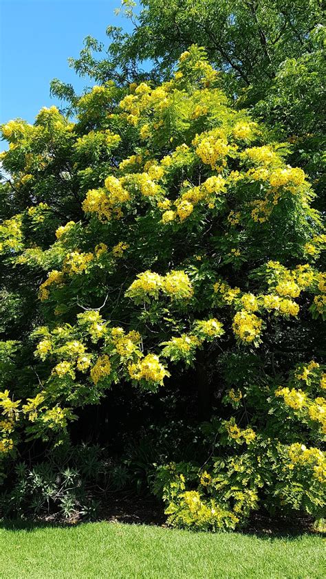 Cassia Leptophylla Flowering Trees Beautiful Tree Tree
