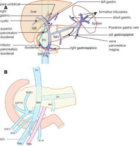 A The Course Relations And Tributaries Of Splenic Vei Open I
