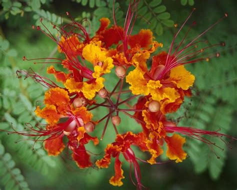 Growing Mexican Bird Of Paradise In A Container Interesting Read