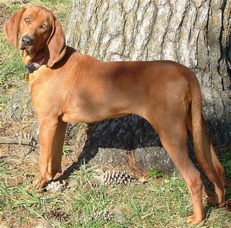 Redbone Coonhound Facts And Information Viovet