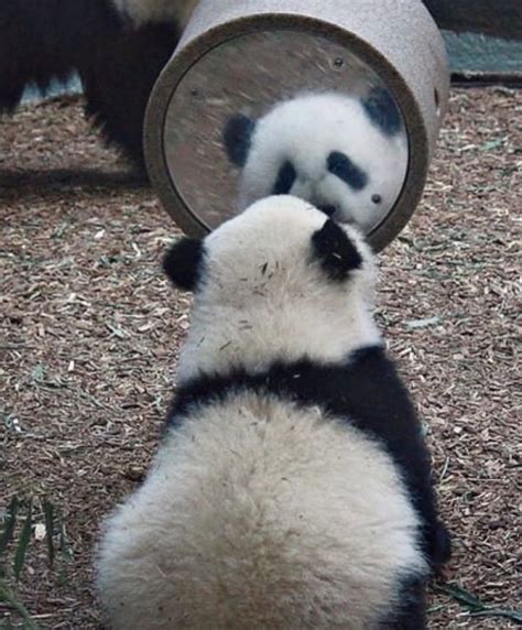 Two Panda Bears Are Playing With Each Other