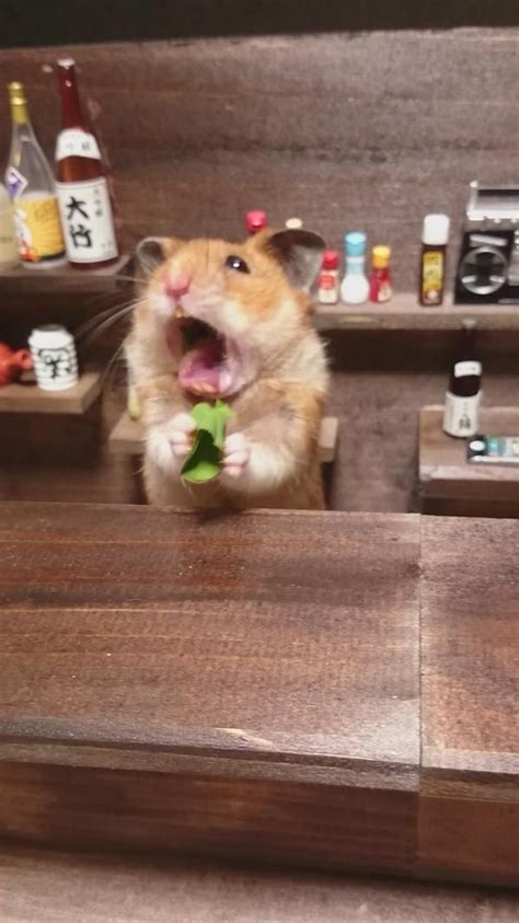 Diunggah pada sabtu, 24 desember 2016. Pin de Ria Catur em Funny Hamsters | Fotos de animais engraçados, Fotos de animais, Memes de ...