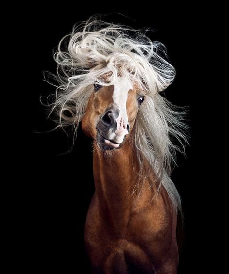 This Is Some Amazing Wild Horse Photography