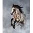 Appaloosa Horse Rearing  Animal Photos Creative Market