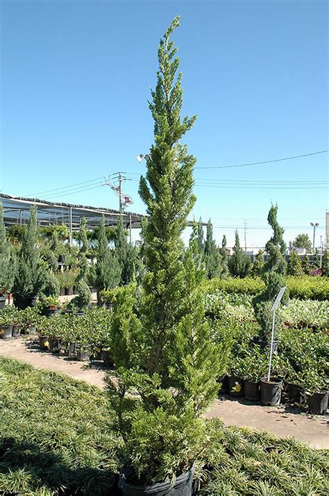 Hollywood Juniper Juniperus Chinensis Torulosa In Ringoes