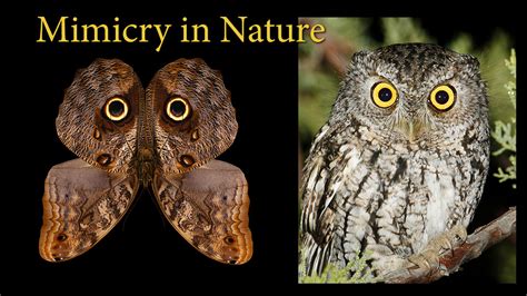 Mimicry In Nature — Science Source Illustration And Retouching Services