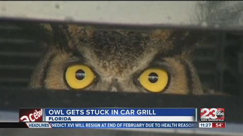 Rin passed out stuck in a wall. Owl gets stuck in car grill - YouTube