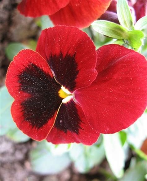 Flowers For A Sister Hunker