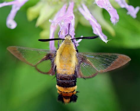 Ohio Birds And Biodiversity Snowberry Clearwing