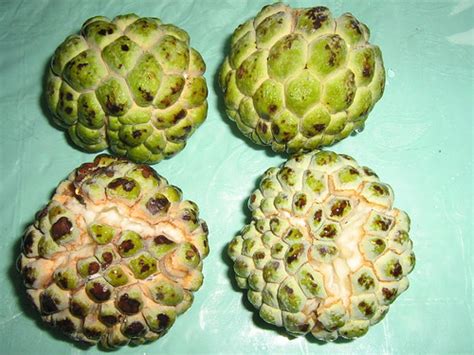 Atis One Of The Tropical Fruits Widely Growned In The Phil Flickr