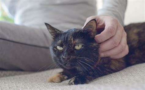 10 Surprising Facts About Cat Ears Vet Approved Guide Catster