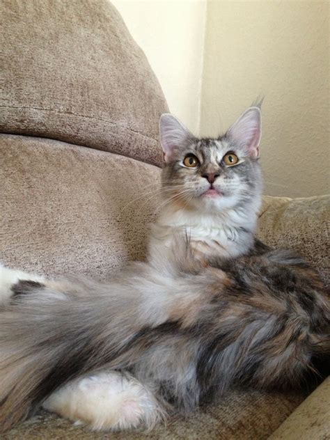 The cats are bred for either show or for pets. Maine coon cat for sale | London, East London | Pets4Homes