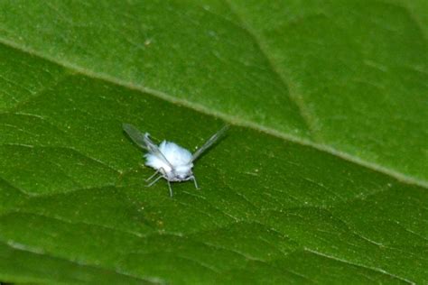 Tiny White Bugs That Bite