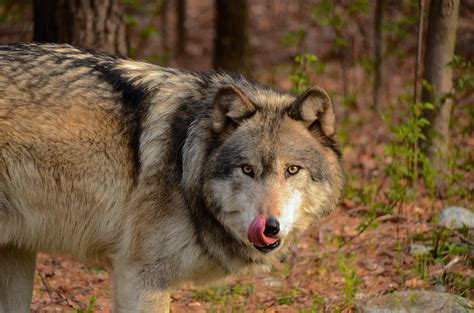 Hungry Wolf Photograph By Gary Campbell