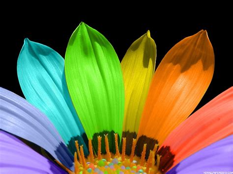 Colourful Flower Wallpaper | High Definition Wallpapers, High ...