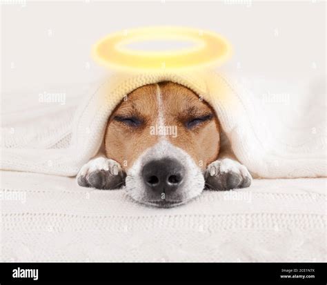 Angel Halo Gold Hi Res Stock Photography And Images Alamy