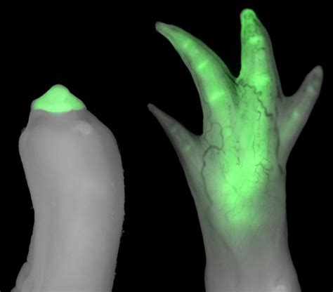 Grafted Limb Cells Acquire Molecular Fingerprint Of New Location Study Shows