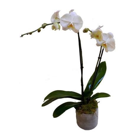 Double Stem Phalaenopsis Orchid Danielson Flowers
