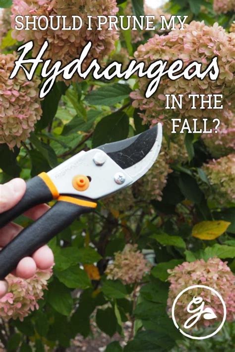 Fall Hydrangea Pruning When Should You Prune Hydrangeas Artofit