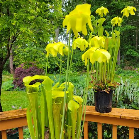 How To Grow And Care For Sarracenia Oreophila Green Pitcher Plant