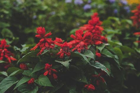 Selective Focus Photography Of Red Petaled Flowers Picture Image