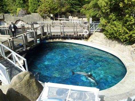 Pacific White Sided Dolphin Exhibit Side Pool Zoochat